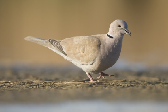 Turkse tortelduif