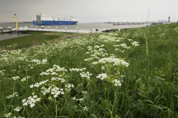 Schelde