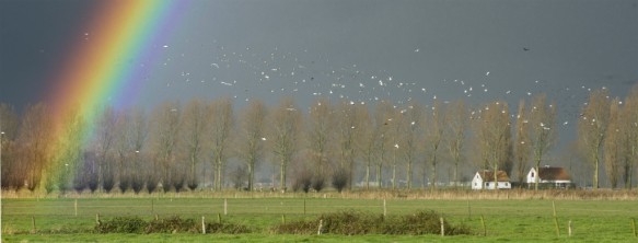 Regenboog boven de polders.