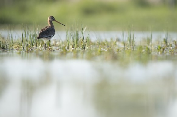 Grutto