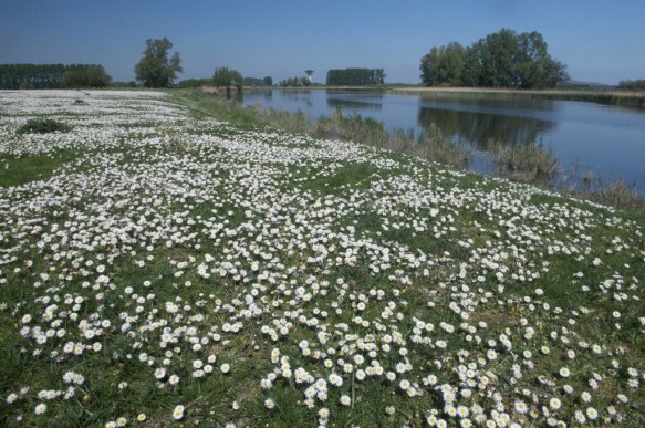 Madeliefjes