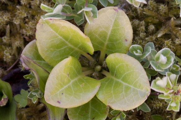 Wintergroen