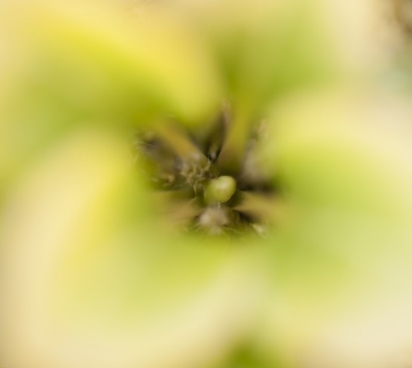 Wintergroen