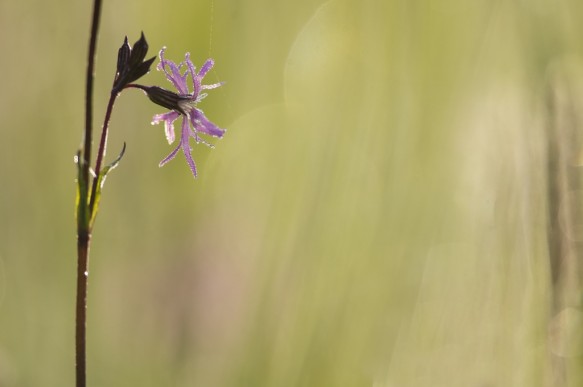 Echte koekoeksbloem