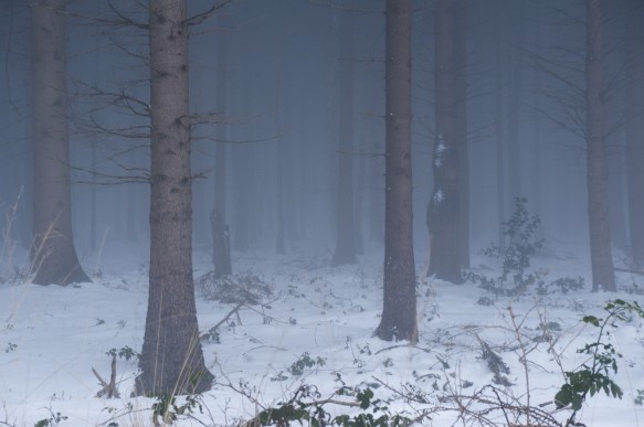 Maldegemveld in de winter.