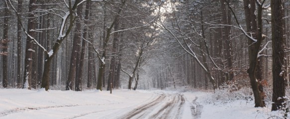 Bossen van Oosteeklo