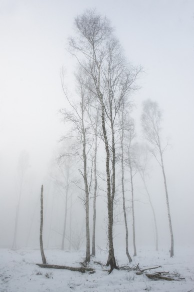 Maldegemveld in de winter.