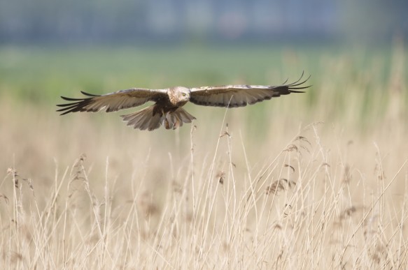 Bruine kiekendief