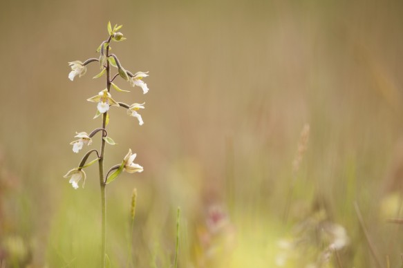 Moeraswespenorchis