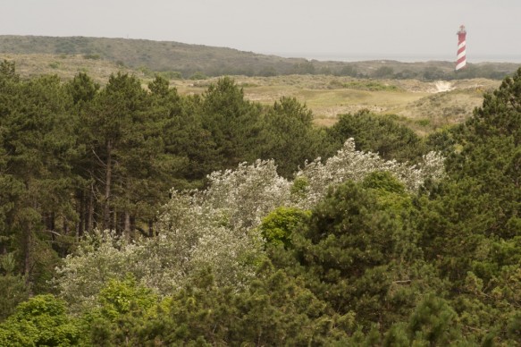 Boswachterij Westenschouwen