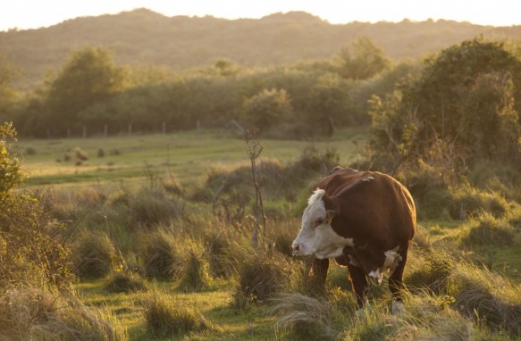 Stier in de Verklikkerduinen.