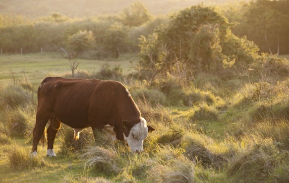 Begrazing in de Verklikkerduinen.