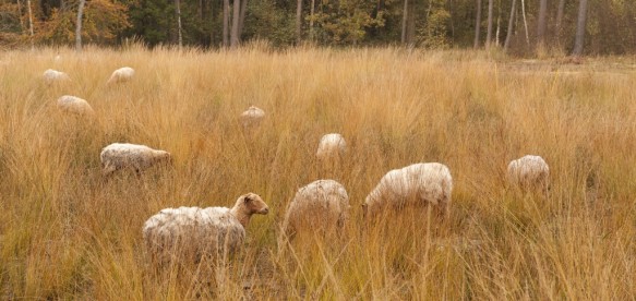 Schapenbegrazing