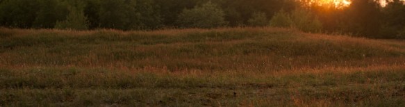 Zeepeduinen