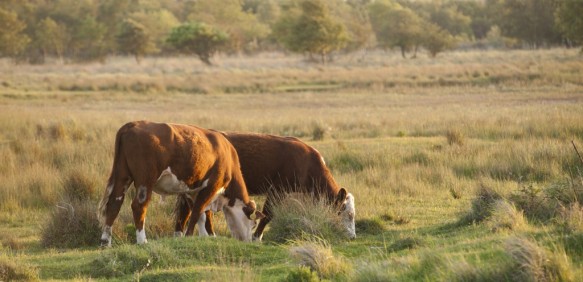 Verklikkerduinen