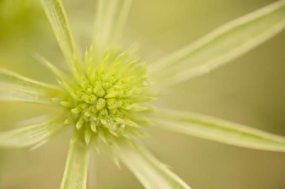 Kruisdistel