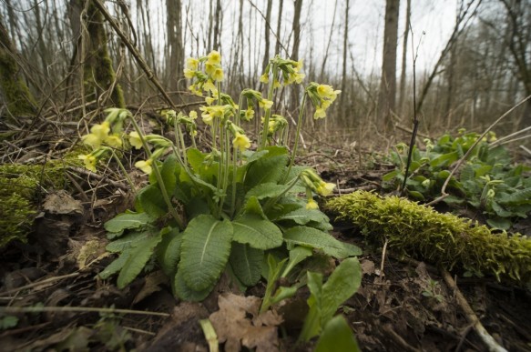 Vinderhoutse bossen