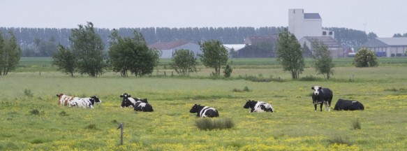Koeien in weide.