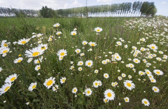 Margrieten