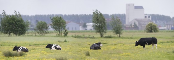 Koeien in weide.