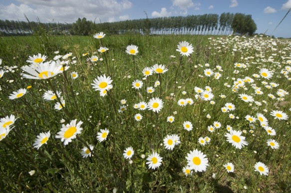 Margrieten