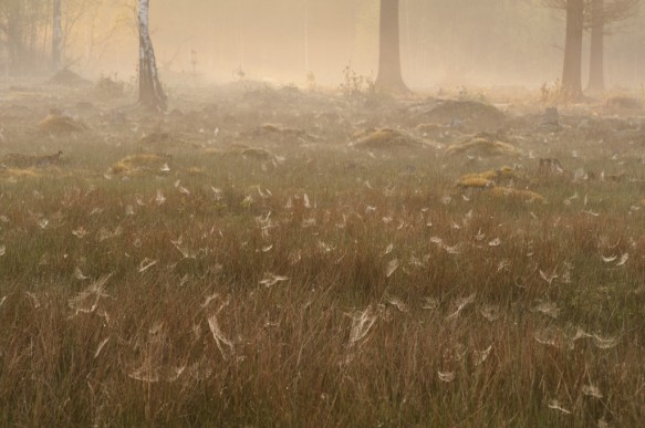 Maldegemveld