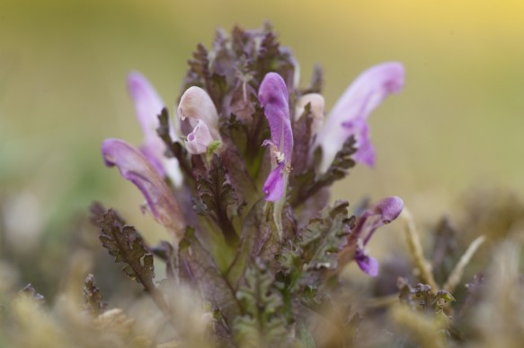 Heidekartelblad