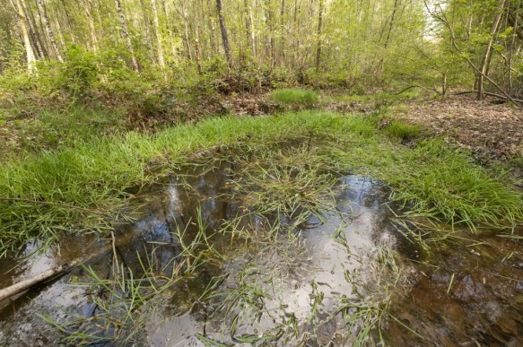 Poel in het Maldegemveld.