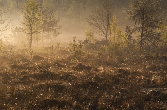 Maldegemveld