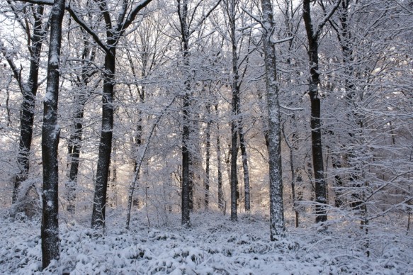 Bos in de winter.