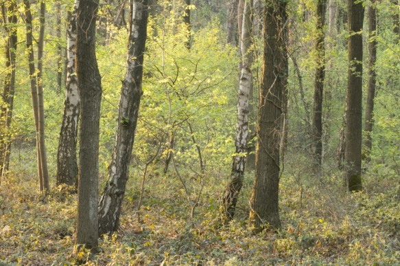 Eiken - berkenbos.