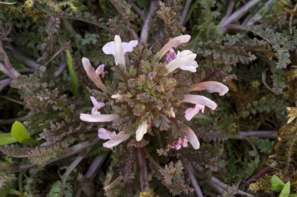Heidekartelblad