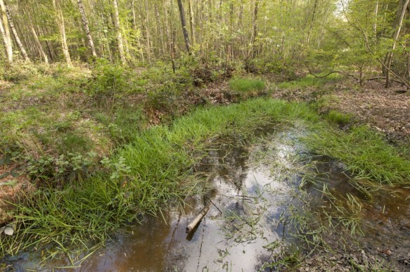 Poel in het bos.