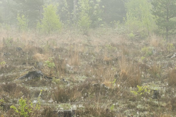 Maldegemveld