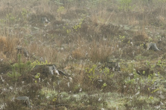 Maldegemveld
