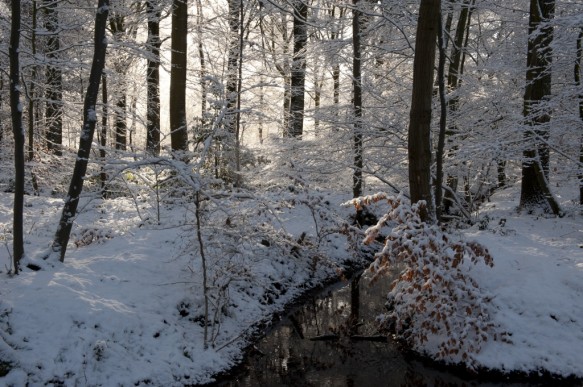 Bos in de winter.