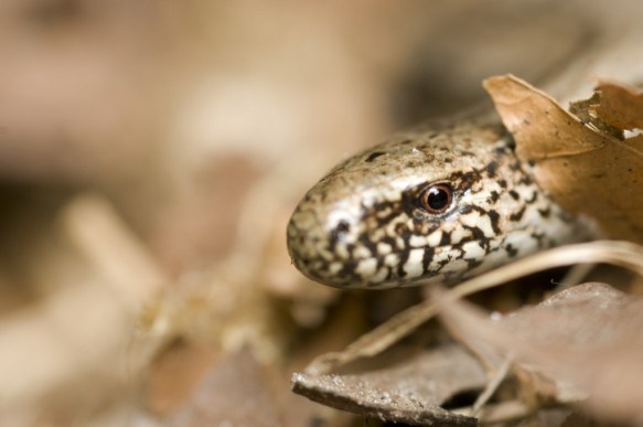 Hazelworm