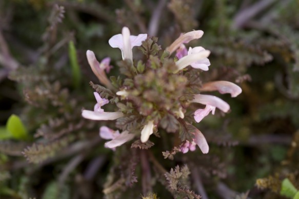 Heidekartelblad