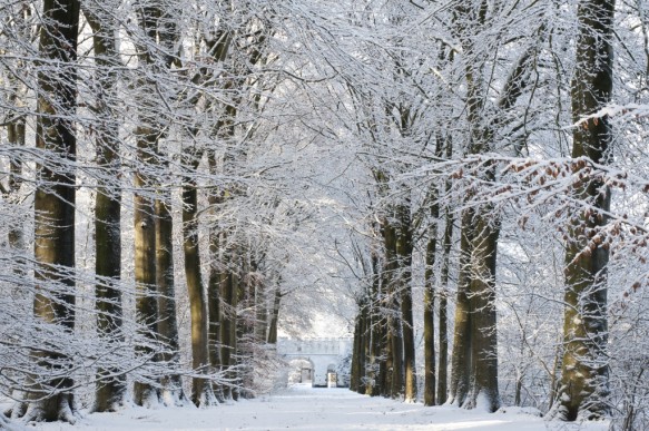 Beukendreef in de winter.