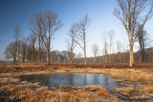 Poel in het bos.