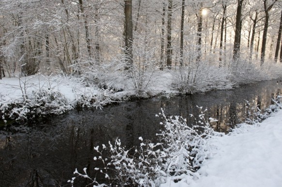 Bos in de winter.