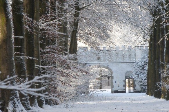 Beukendreef in de winter.