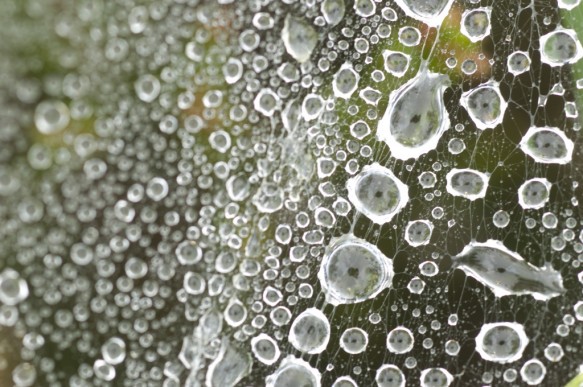 Waterdruppels