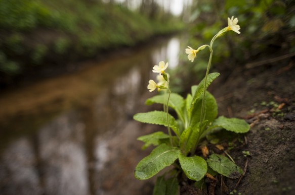 Slanke sleutelbloem