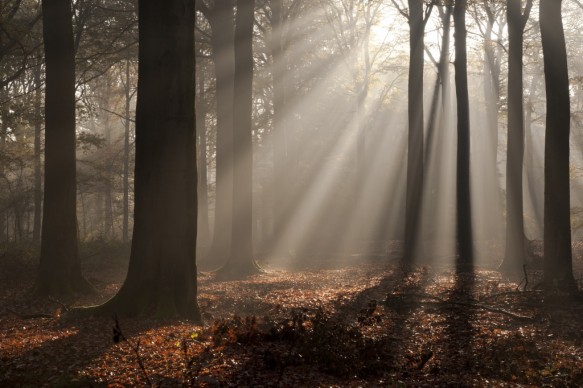 Sfeer in het bos.