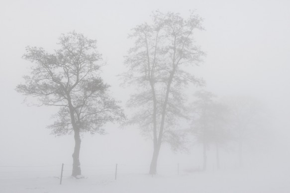 Solitaire bomen in de winter.
