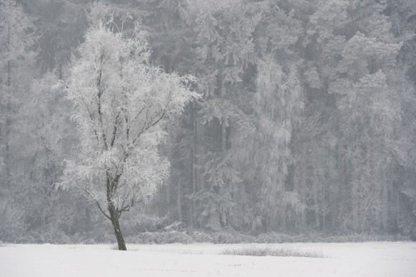 Berk in de winter.