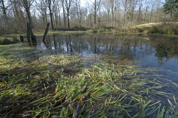Amfibieënpoel