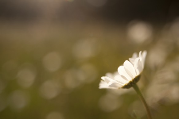 Margriet