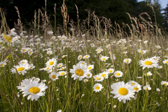 Margrieten